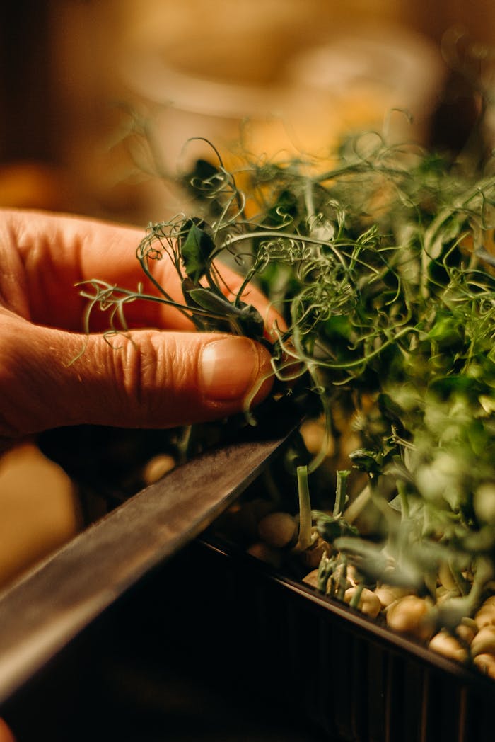 get-in-touch Close-up image of hands cutting fresh microgreens in an indoor kitchen setting.