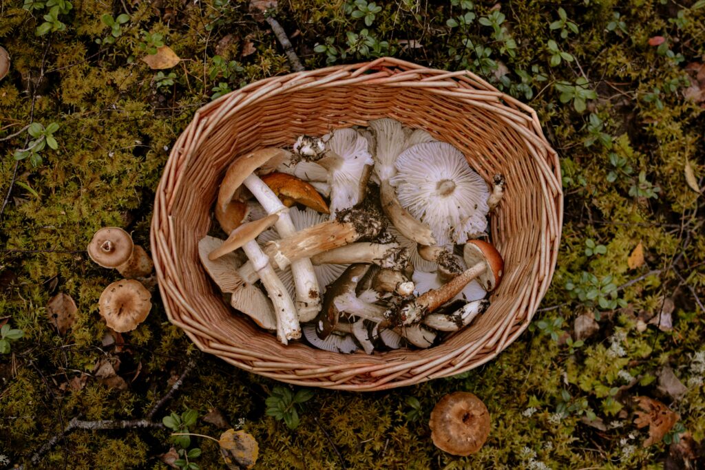 pexels photo 3672955 3672955 A woven basket filled with various wild mushrooms on a mossy forest floor.