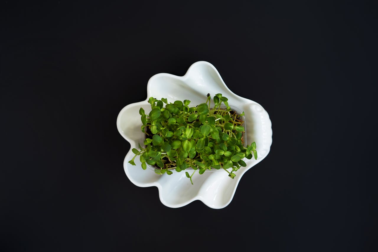 Organic garden cress presented in a unique shell-shaped dish on a black backdrop.