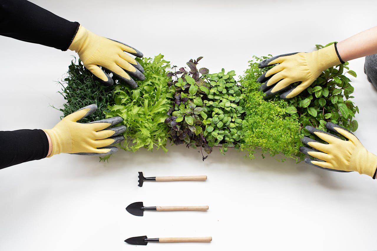 our-story Hands wearing gloves arranging fresh microgreens with gardening tools on white background.